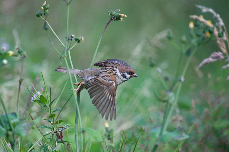 Pilfink - Eurasian Tree Sparrow (Passer montanus).jpg